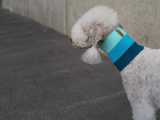 Detailansicht Glow Loop 2.0 – nachhaltiger Hundeschal in Neon Blau (Crystal Sky)