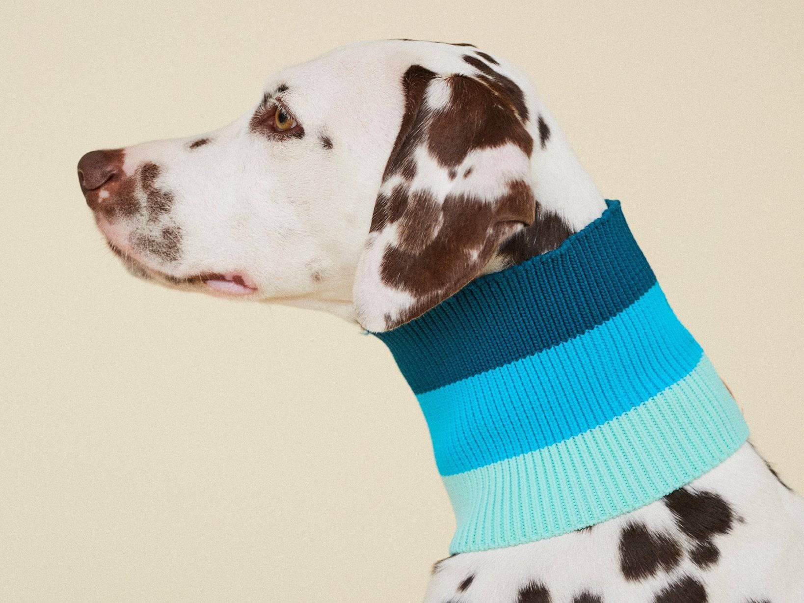 Glow Loop 2.0 Hundeschal in Neon Blau (Crystal Sky) – weich & wärmend für Dackel, Pudel & Windhunde