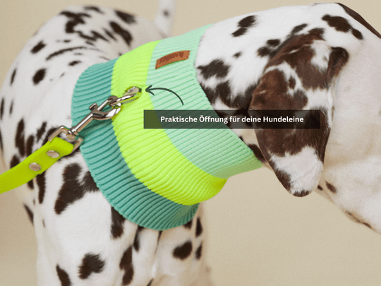 Neon Pink Hundeschal Glow Loop 2.0 – elastisch gestrickt für Chihuahua, Pudel & Windhunde