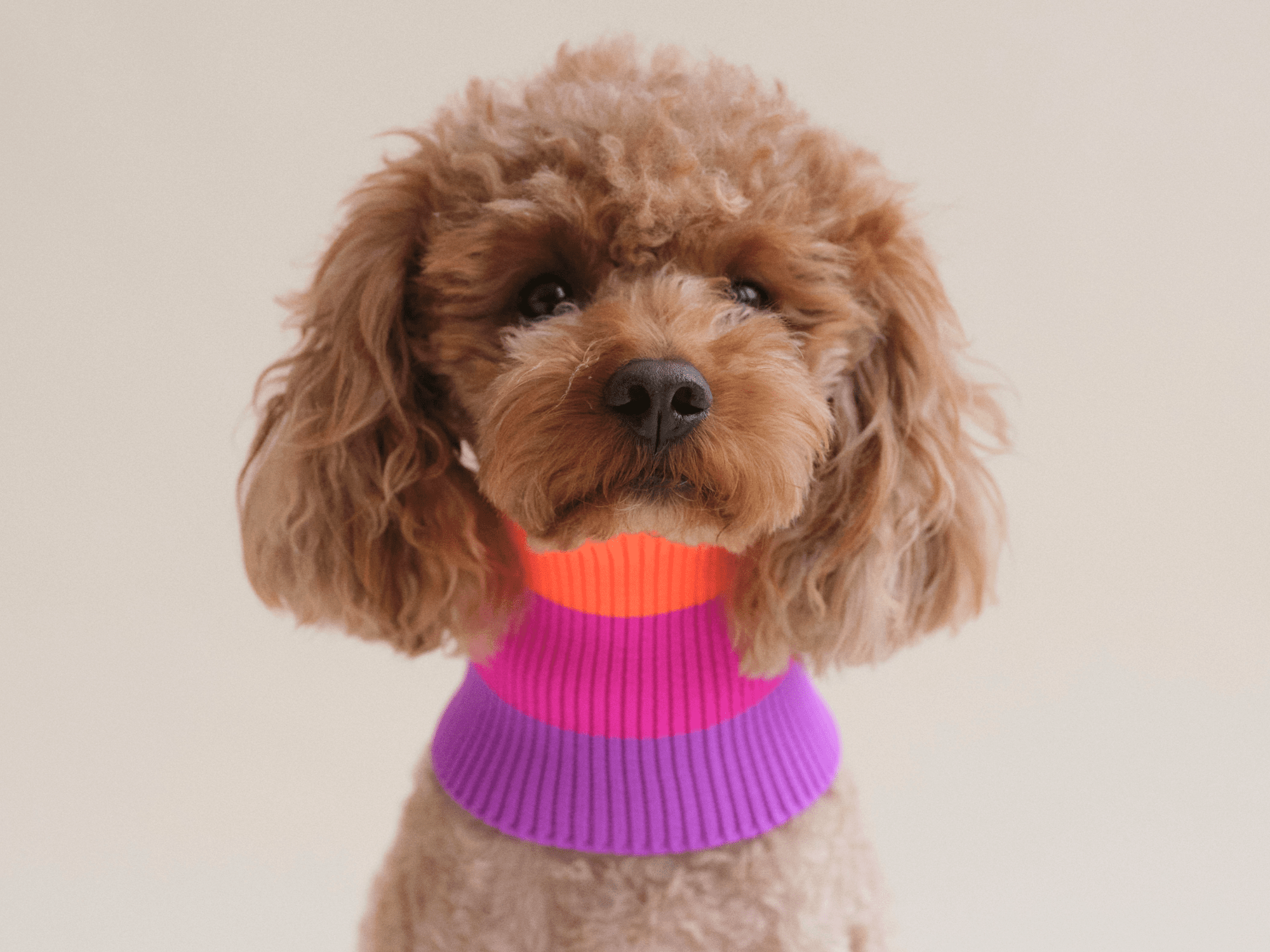 Glow Loop 2.0 Hundeschal in Neon Orange & Pink – weich & wärmend für Dackel, Pudel und Windhunde