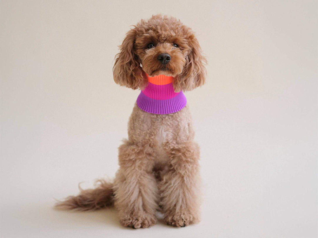 Glow Loop 2.0 Neon Hundeschal – perfekt für Dackel, Chihuahua, Pudel & Windhunde