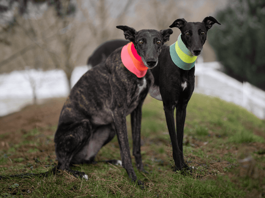 THE GLOW LOOP 2.0 - Neon Hundeschal - (Neon Matcha) - lumiies - high visibility