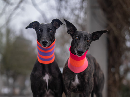 THE GLOW LOOP 2.0 - Neon Hundeschal - (Sunny Tangerine) - lumiies - high visibility