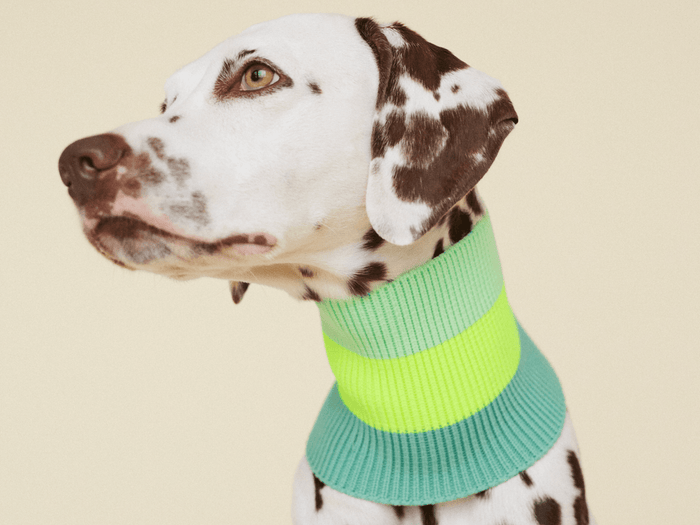 Glow Loop 2.0 Hundeschal in Neon Gelb & Matcha Grün – weich, wärmend & hoch sichtbar für Windhunde, Dackel, Dalmatiner, Pudel