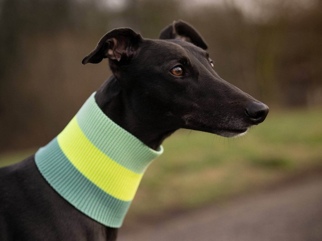 Neon Matcha Hundeschal für Hunde – Glow Loop 2.0 von lumiies®, maximal sichtbar bei Gassirunden