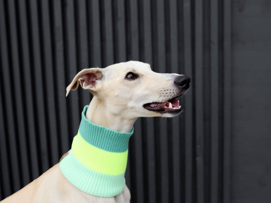 Glow Loop 2.0 in Matcha Grün – Neon Hundeschal für Windhunde, Galgo & sportliche Rassen