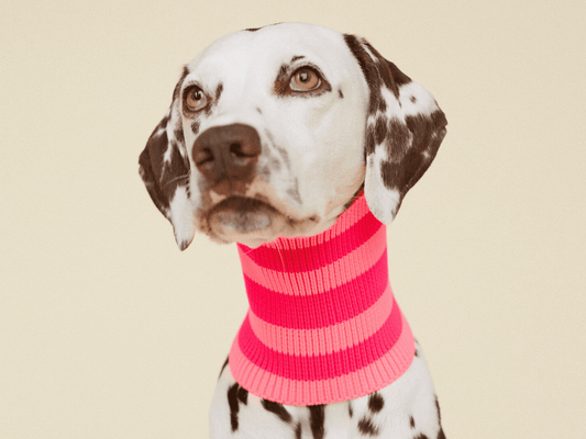 Glow Loop 2.0 Neon Pink Hundeschal – wärmend & elastisch für Dackel, Pudel & Windhunde, Dalmatiner | lumiies®
