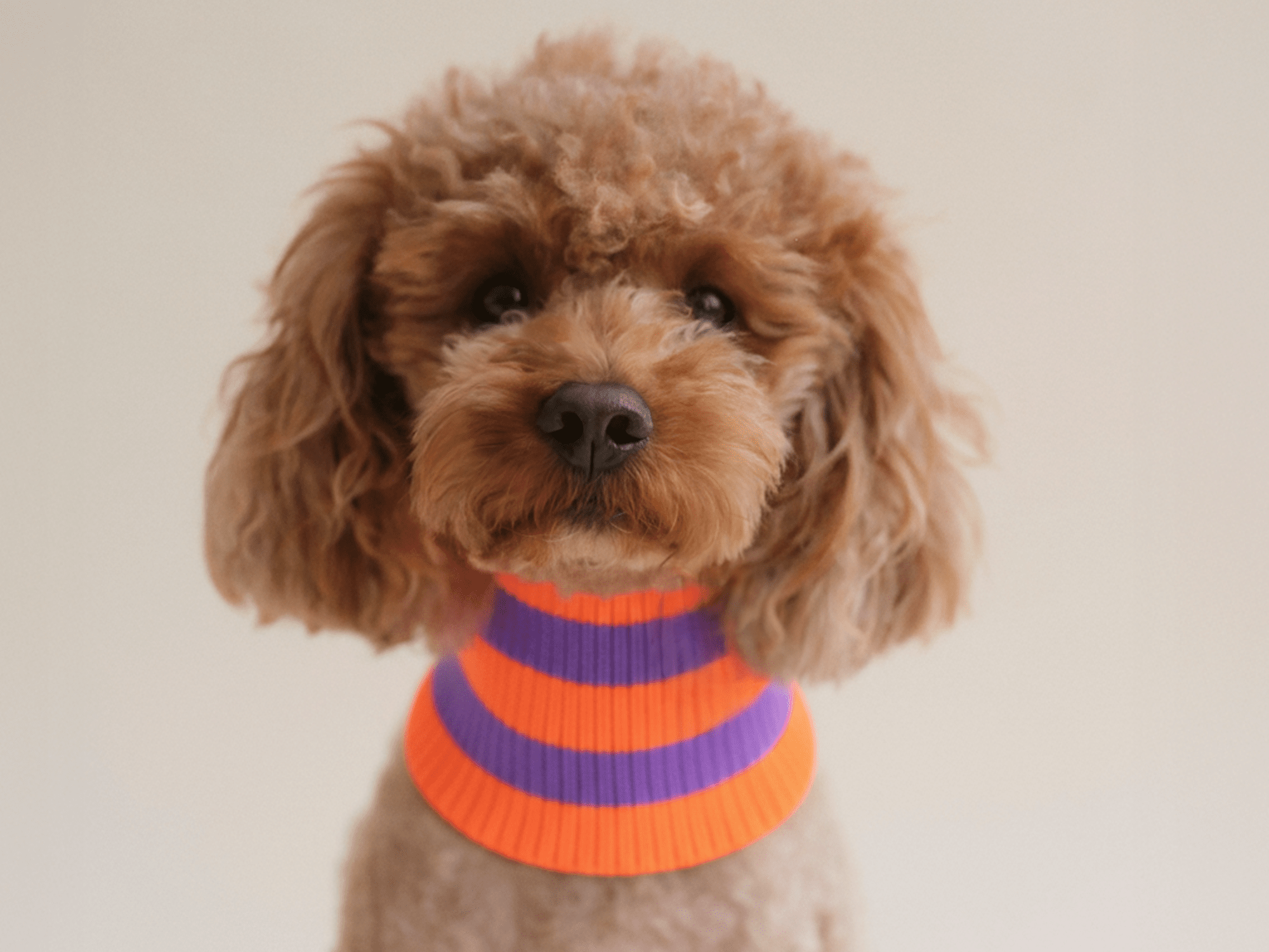 Glow Loop 2.0 Hundeschal in Poppy Lavender & Neon Orange – für Dackel, Pudel & Windhunde, weich & wärmend