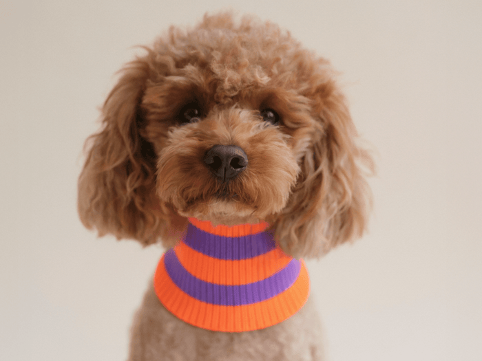 Glow Loop 2.0 Hundeschal in Poppy Lavender & Neon Orange – für Dackel, Pudel & Windhunde, weich & wärmend