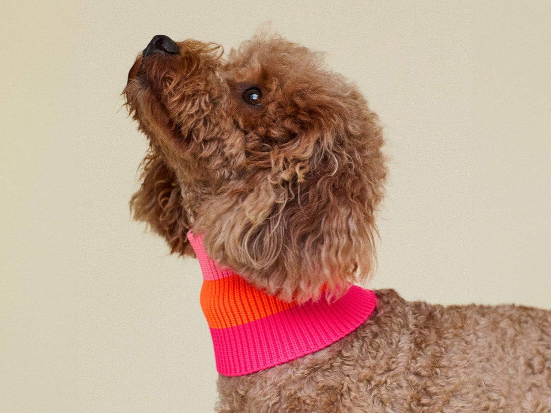 Glow Loop 2.0 in Neon Orange – wärmender Hundeschal für Pudel, Vizsla, Dackel und Windhunde
