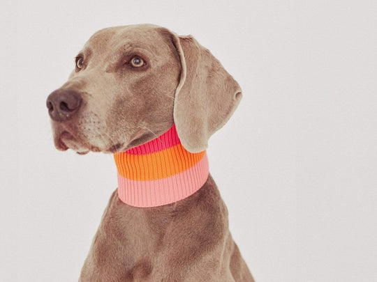 Neon Orange Hundeschal für hohe Sichtbarkeit – Glow Loop 2.0 für aktive Hunde & Gassirunden