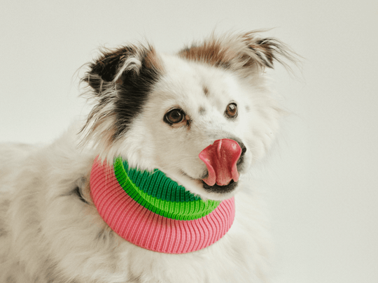 Glow Loop 2.0 Hundeschal in Neon Grün & Neon Pink – gestrickt für Dackel, Pudel & Windhunde und viele weitere Hunderassen