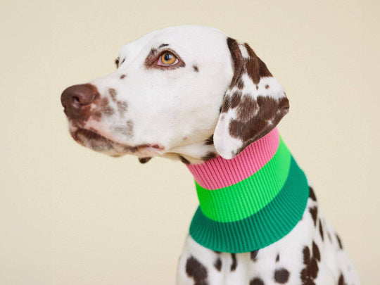 Elastischer Neon Hundeschal für Windhunde, Galgo, Dackel, Dalmatiner & Königspudel – Glow Loop 2.0