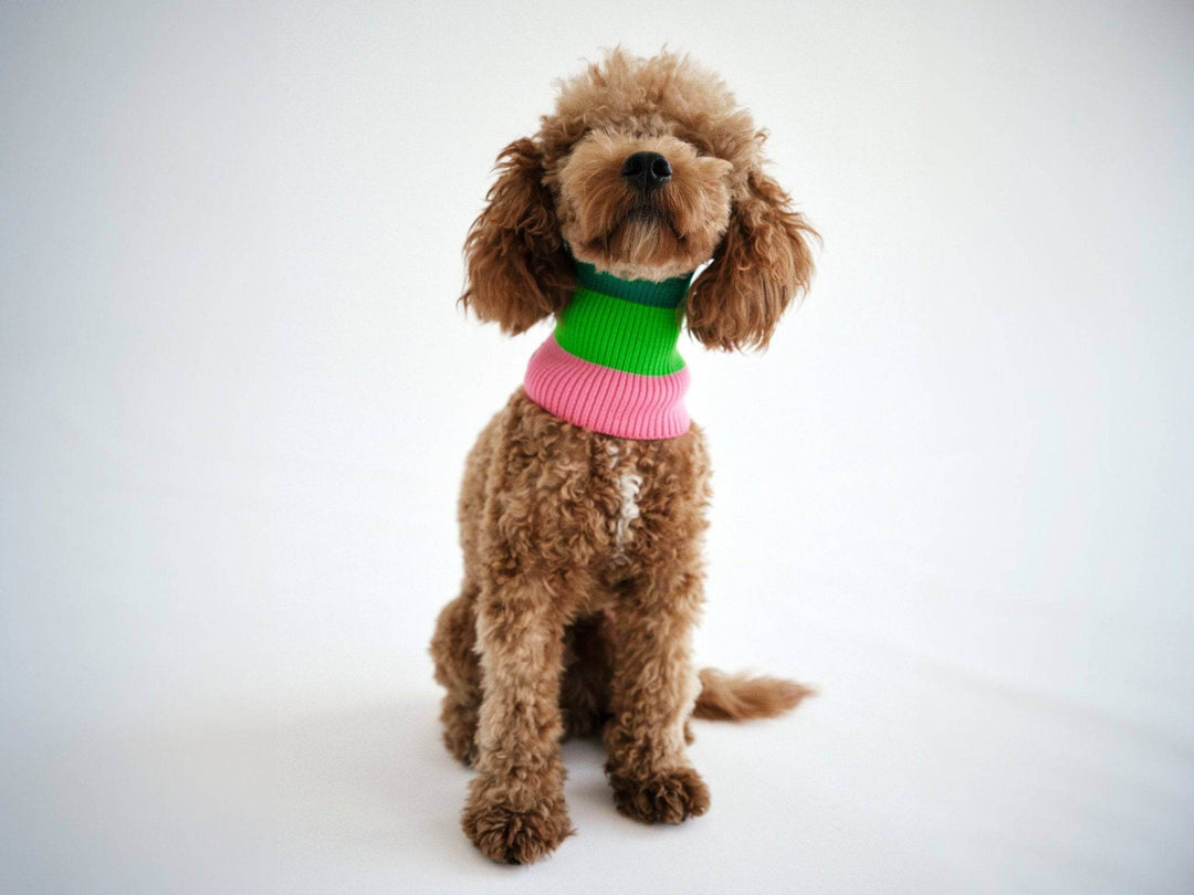 Glow Loop 2.0 Neon Hundeschal für kleine bis große Hunde – Dackel, Pudel, Chihuahua, Windhund