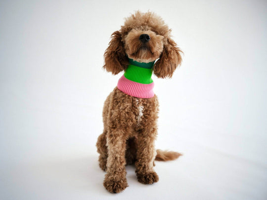 Glow Loop 2.0 Neon Hundeschal für kleine bis große Hunde – Dackel, Pudel, Chihuahua, Windhund