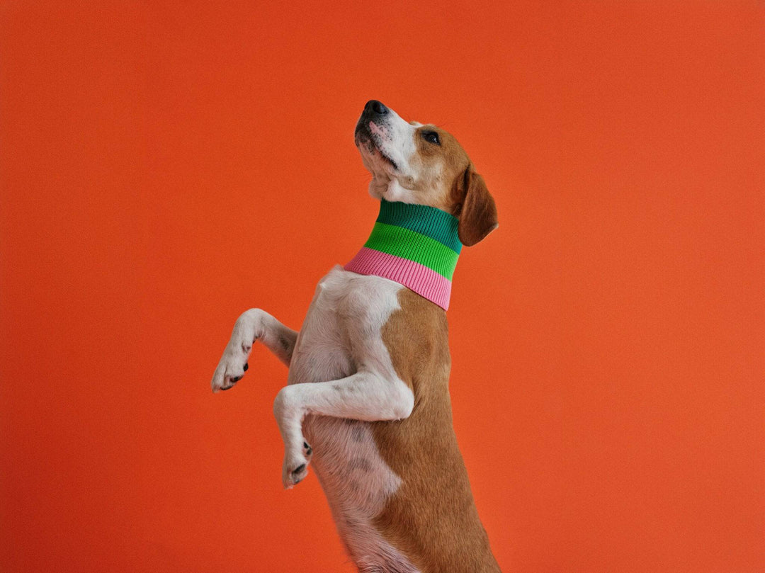 Neon Trend 2026: Glow Loop 2.0 Hundeschal in Grün & Pink – warm & hoch sichtbar