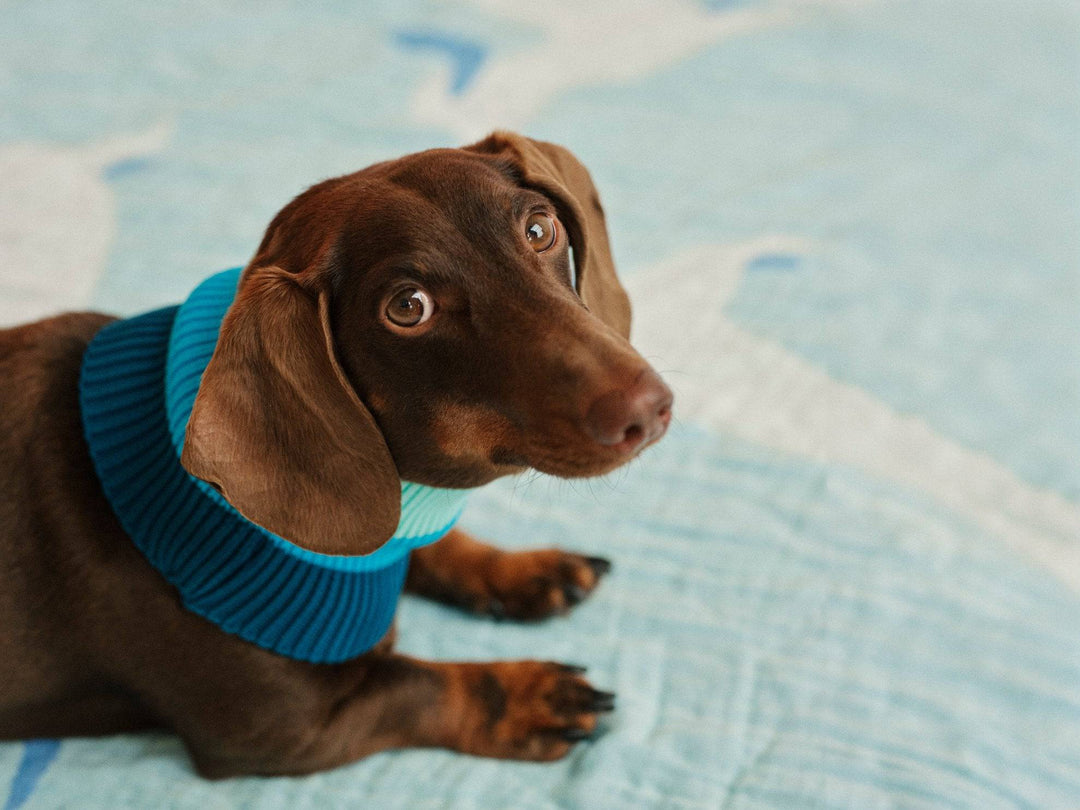 Neon Hundeschal in Blau für Dackel, Pudel, Windhunde und aktive Hunderassen