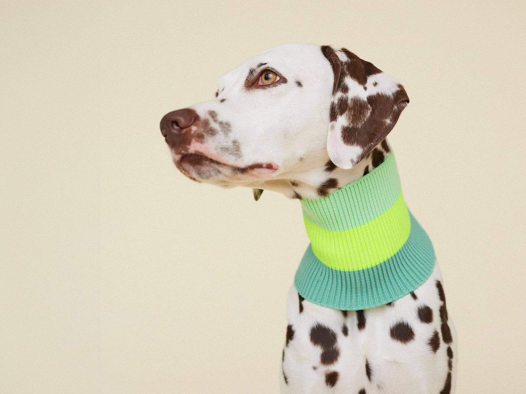 Glow Loop in Matcha Grün – Neon Hundeschal für Windhunde, Dackel, Pudel und viele weitere Hunderassen