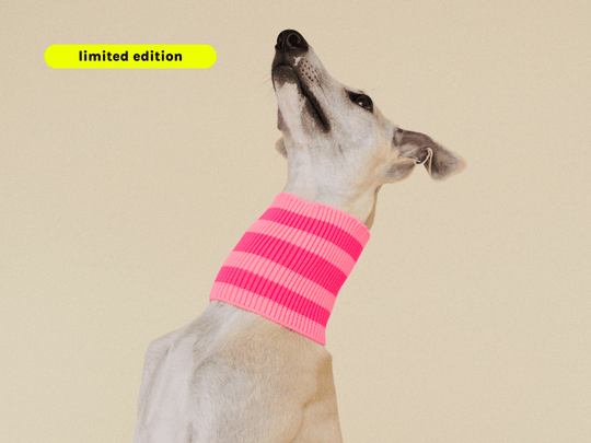 Glow Loop in Neon Pink – weicher, wärmender & hochelastischer Hundeschal. Ideal für Dackel, Pudel, Chihuahua & Windhunde.