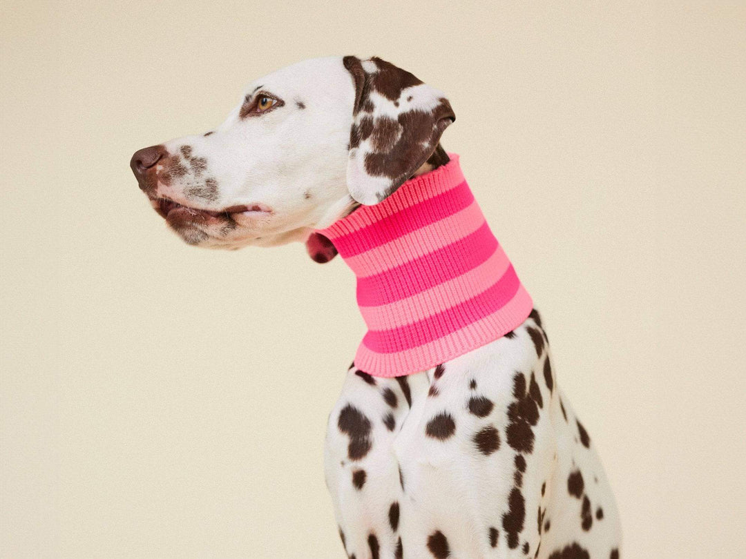 Glow Loop Neon Pink – Neon Hundeschal mit hoher Sichtbarkeit. Wärmend   & perfekt für Dackel, Pudel, Chihuahua & Windhunde.