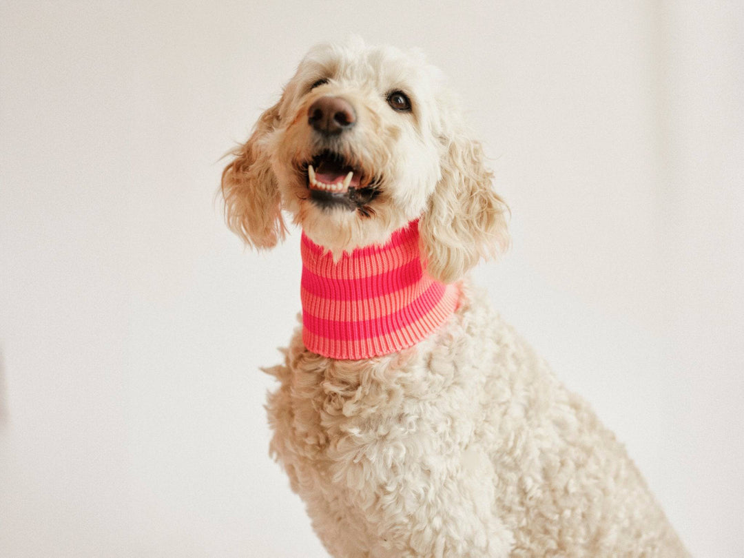 Glow Loop Neon Pink – Hundeschal für kalte Tage. Hochelastisch, wärmend & ideal für kleine bis große Hunderassen.