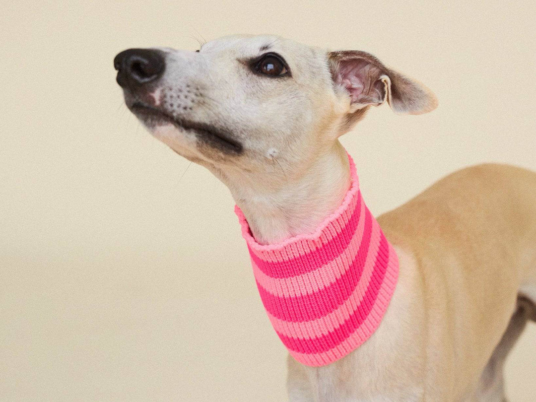 Glow Loop Neon Pink – trendiger Hundeschal in leuchtenden Farben. Hochelastisch, ideal für Dackel, Pudel & Windhunde.