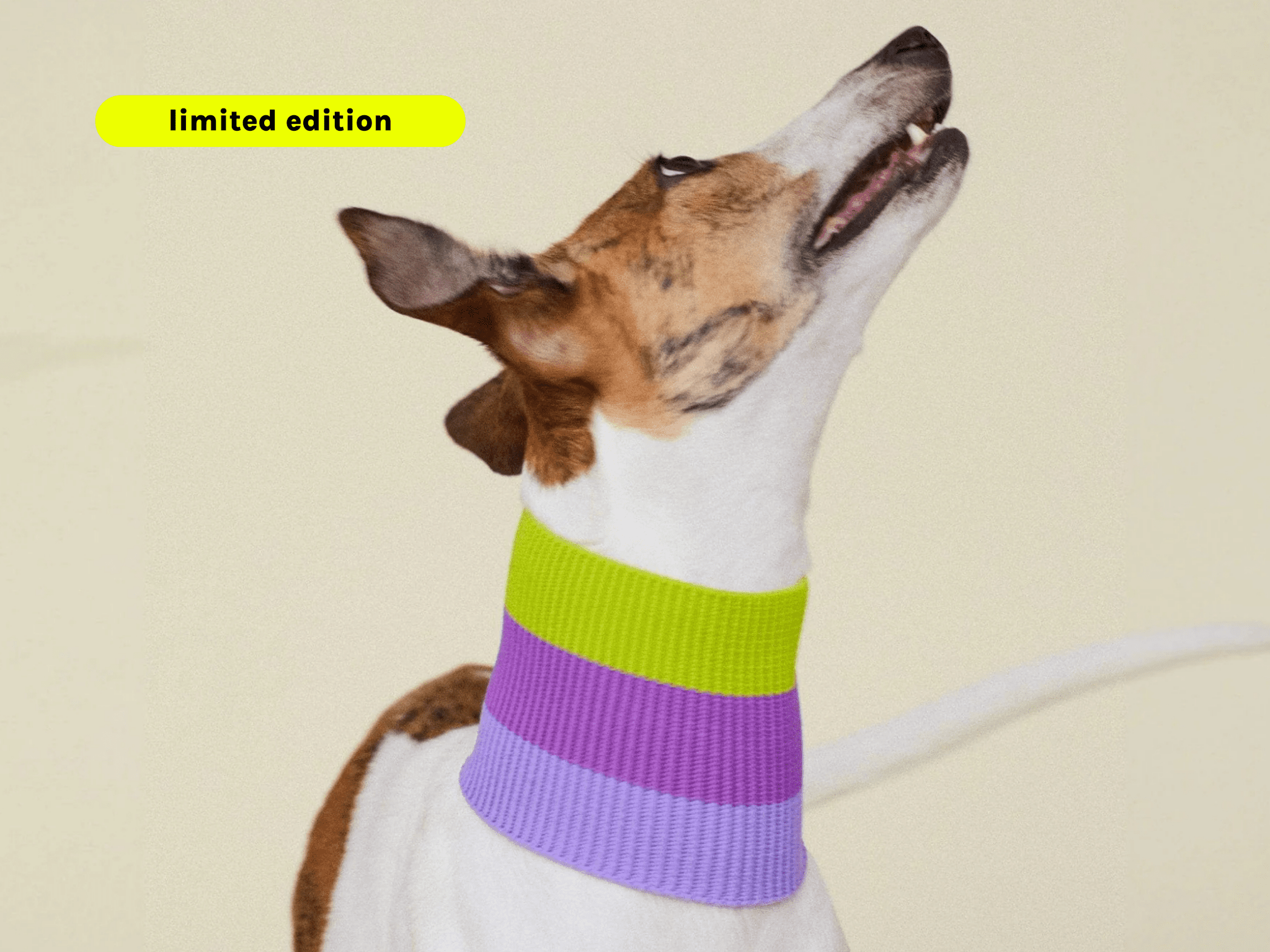 Glow Loop Hundeschal in Violett & Neon Grün – weich, wärmend & sichtbar für Dackel und Windhunde