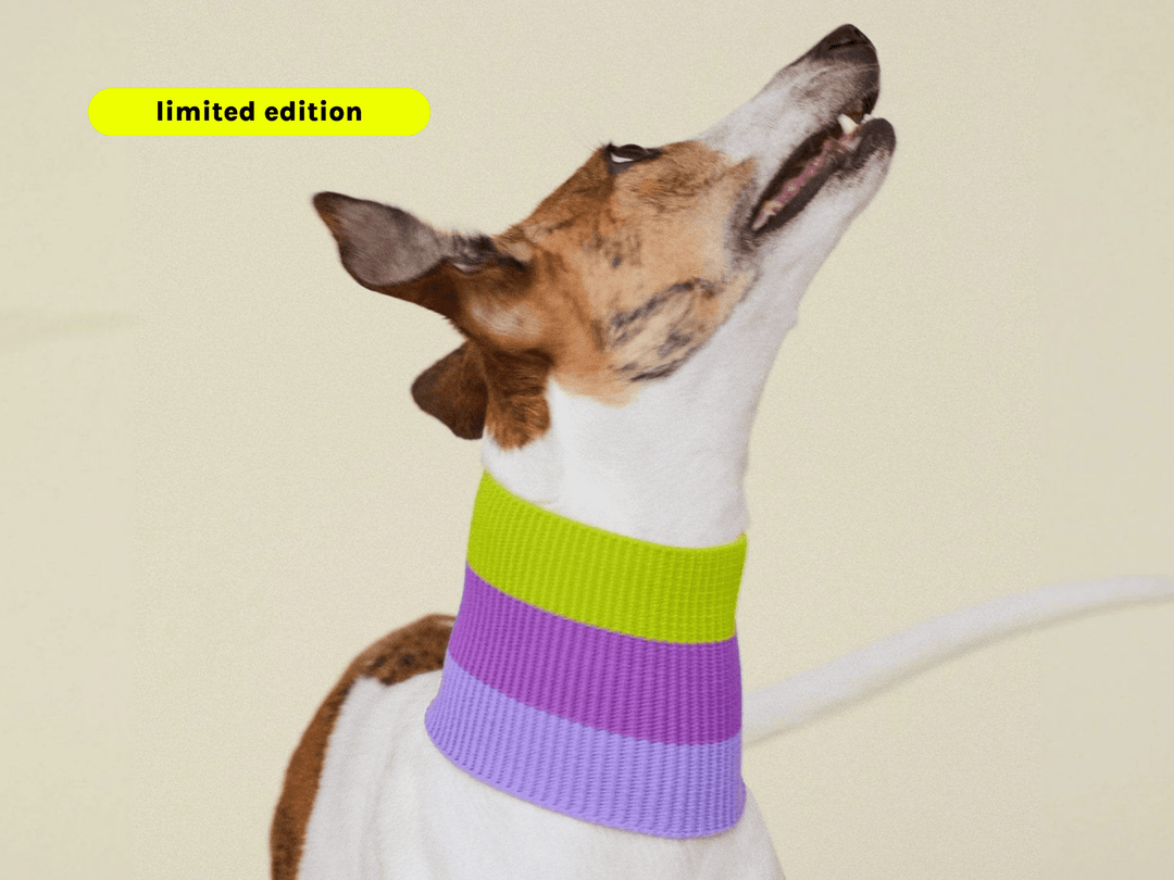 Glow Loop Hundeschal in Violett & Neon Grün – weich, wärmend & sichtbar für Dackel und Windhunde