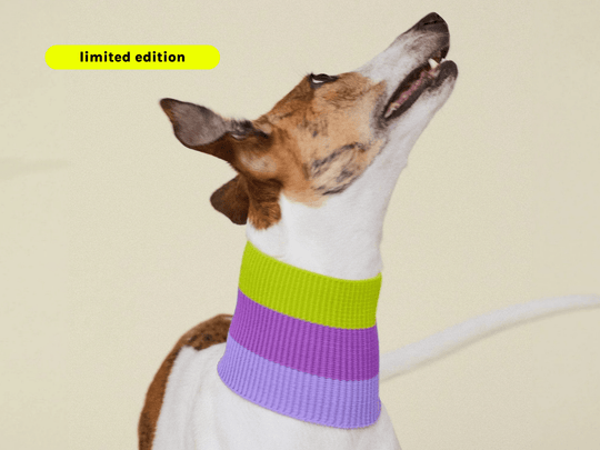 Glow Loop Hundeschal in Violett & Neon Grün – weich, wärmend & sichtbar für Dackel und Windhunde