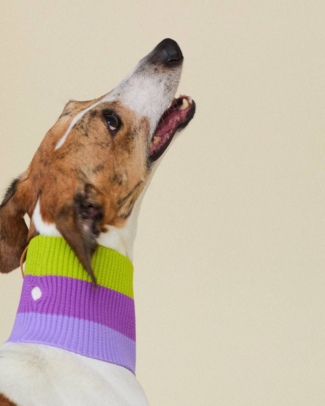 Glow Loop Neon Hundeschal Violett-Grün – hohe Sichtbarkeit bei Gassirunden im Winter