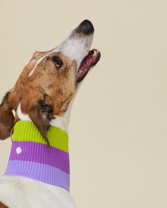 Glow Loop Neon Hundeschal Violett-Grün – hohe Sichtbarkeit bei Gassirunden im Winter