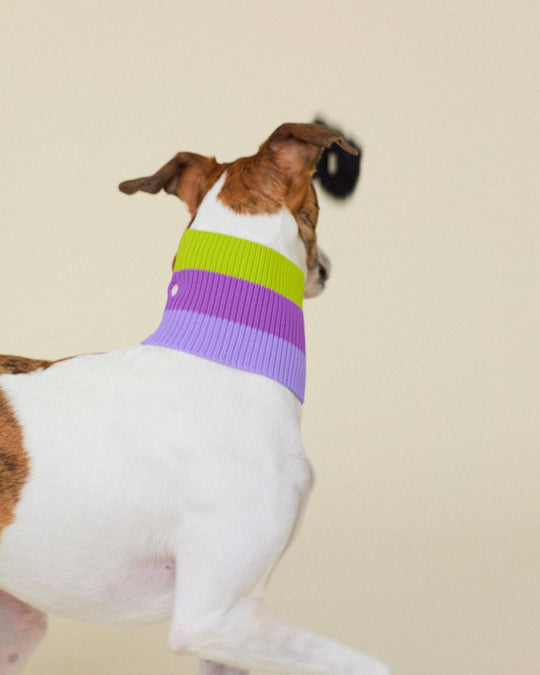 Neon Hundeschal für Hunde & Dog Moms – Glow Loop Violett-Grün im stylischen Partnerlook