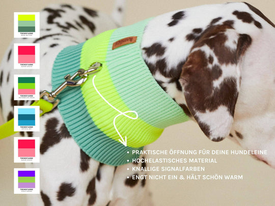Hundeschal in Violett und Neon Grün – Glow Loop für Dackel, Pudel, Chihuahua & Windhunde