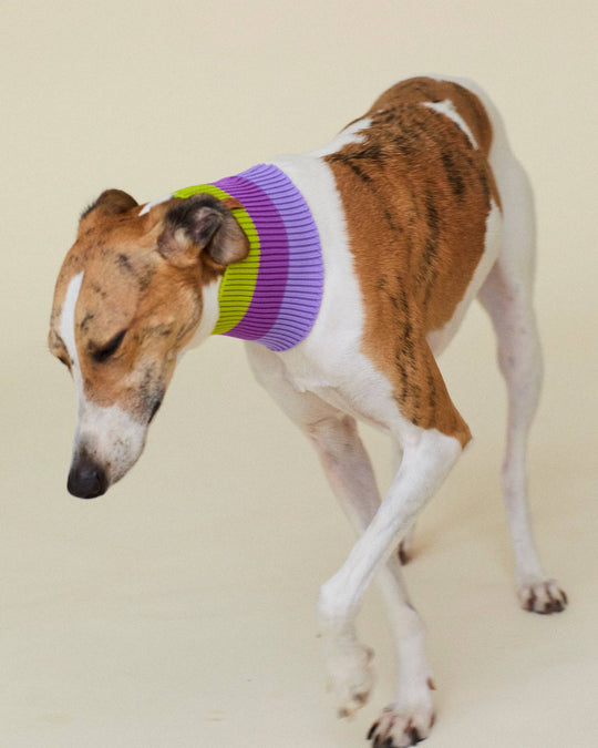Violett-grüner Hundeschal Glow Loop – perfekt für sportliche Hunde wie Windhund & Galgo