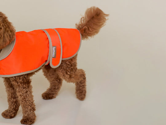 THE GLOW RAINCOAT Dackel & Pudel - Fit (limited edition) - lumiies - high visibility