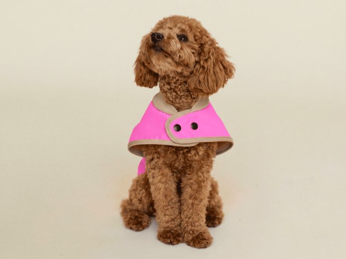 The Glow Raincoat Mini-Fit in Neonpink als wasserdichter Hundemantel für kleine Hunde und Dackel
