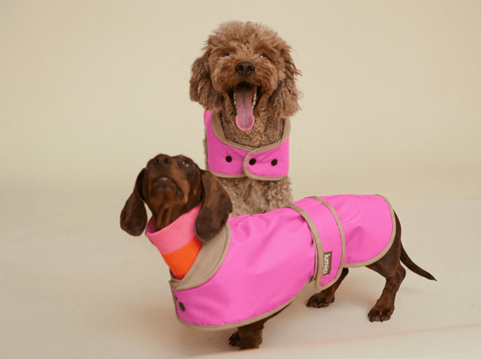 THE GLOW RAINCOAT mini - fit – Hundemantel für kleine Hunderassen und Dackel in Neonpink - lumiies - high visibility