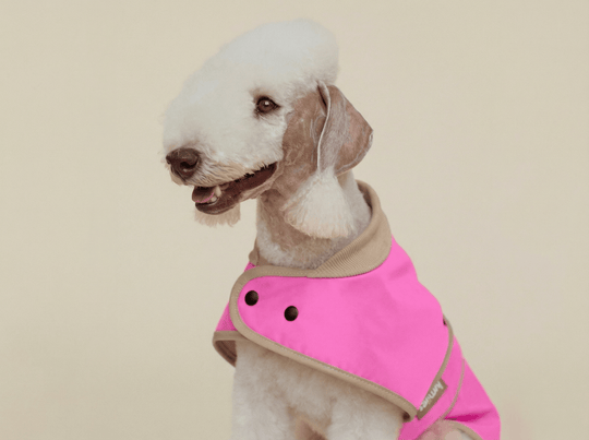 THE GLOW RAINCOAT mini - fit – Hundemantel für kleine Hunderassen und Dackel in Neonpink - lumiies - high visibility
