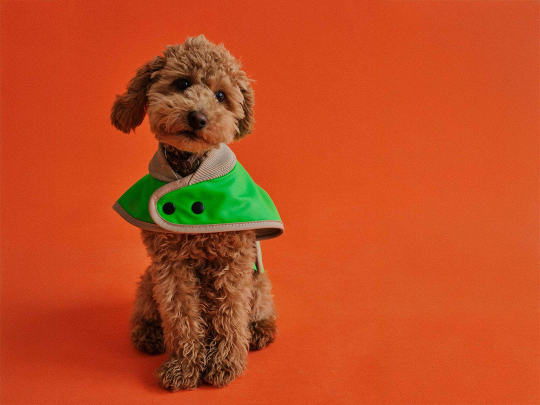 Zwergpudel Welpe trägt Glow Raincoat mini-fit Hundemantel in Neon Grün, warm gefüttert und wasserdicht