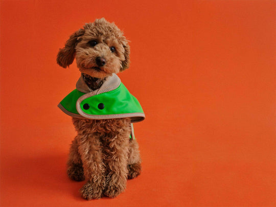 Zwergpudel Welpe trägt Glow Raincoat mini-fit Hundemantel in Neon Grün, warm gefüttert und wasserdicht