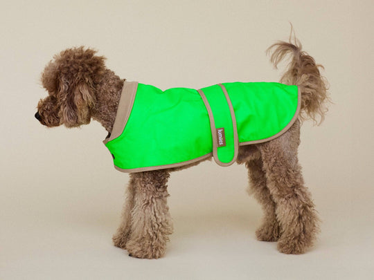 Pudel trägt Glow Raincoat mini-fit Hundemantel in Neon Grün, warm gefüttert und wasserdicht