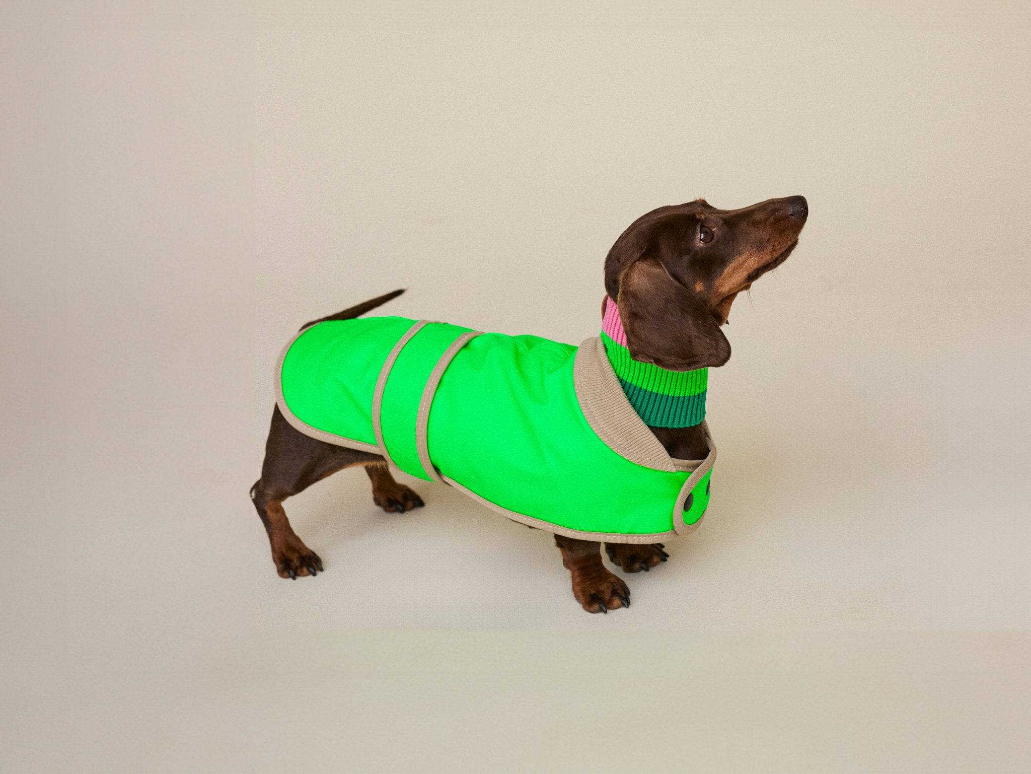 Wasserdichter Hundemantel Glow Raincoat mini-fit in Neon Grün für Dackel