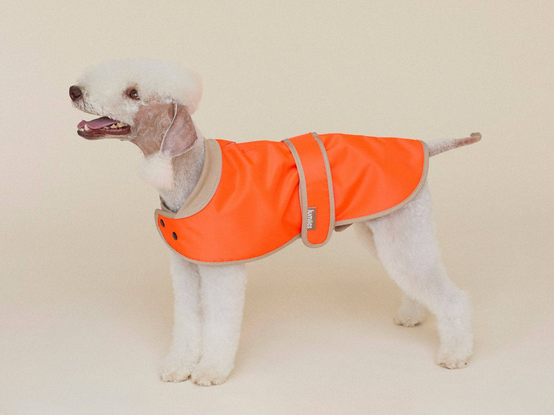 Bedlington Terrier trägt Glow Raincoat mini-fit Hundemantel in Neonorange, perfekte Passform auch für Pudel und Dackel