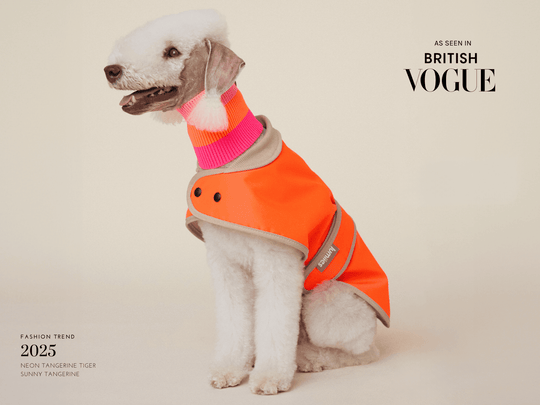 Bedlington Terrier trägt Glow Raincoat mini-fit Hundemantel in Neonorange