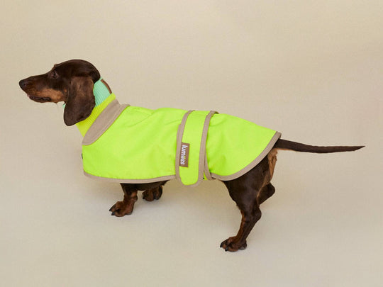 Dackel trägt Glow Raincoat mini-fit Hundemantel in Neongelb