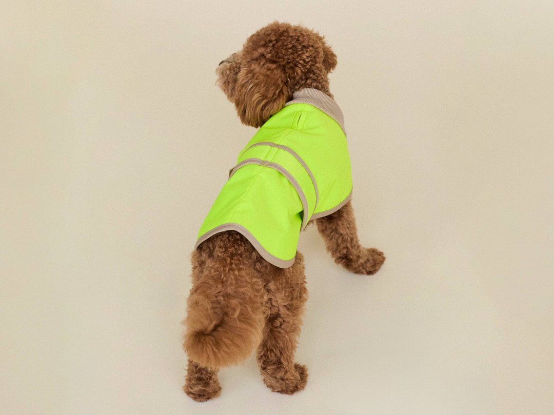 Zwergpudel  trägt Glow Raincoat mini-fit Hundemantel in Neongelb