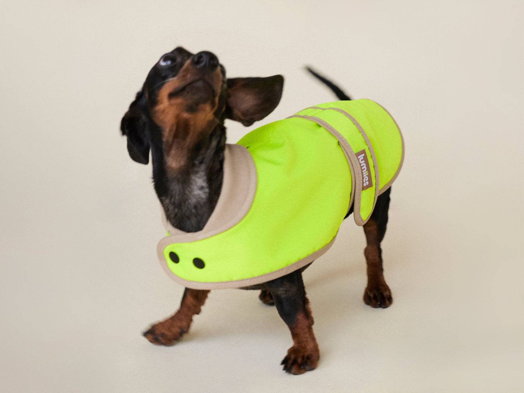 Neon Hundemantel für Herbst und Winter – maximale Sichtbarkeit bei Regen und Dunkelheit