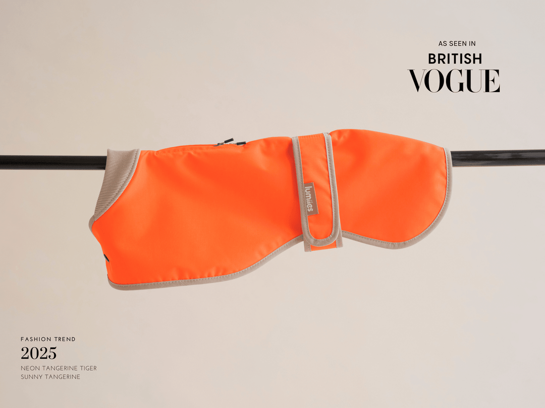 Neonorange Hunderegenmantel regular-fit für Galgo, Whippet & sportliche Hunde – lumiies®