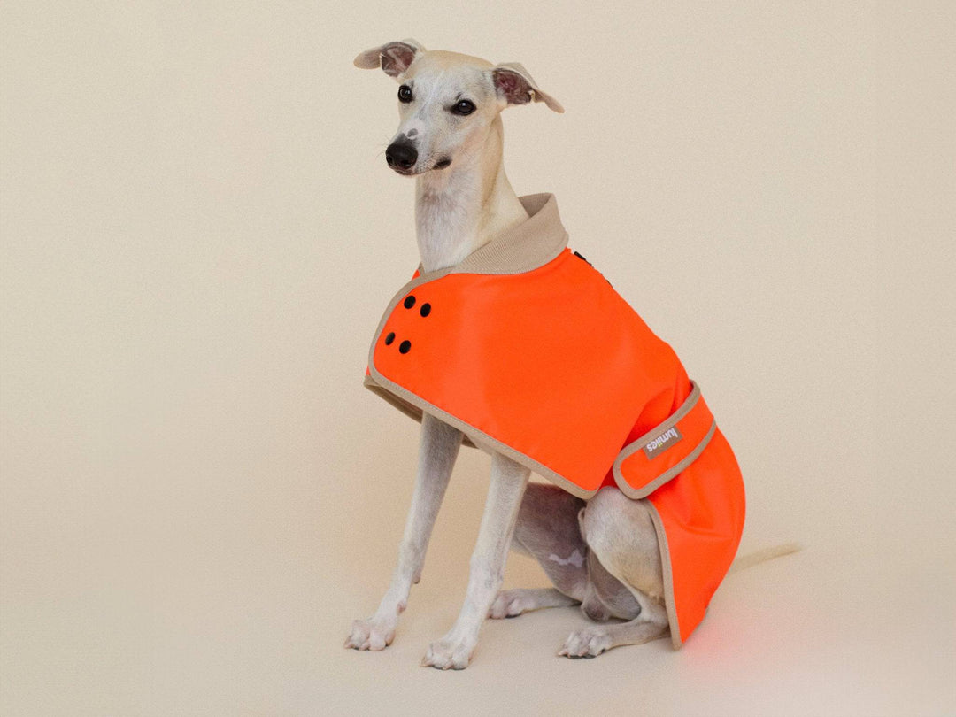 Wasserdichter Neon Hundemantel für sportliche Hunderassen – Glow Raincoat von lumiies®, für Whippets, Italienisches Windspiel