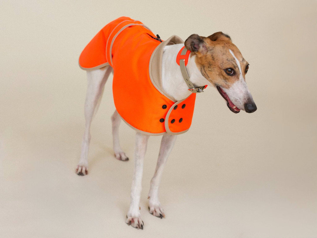 Glow Raincoat regular-fit schützt große Hunde vor Regen & Kälte – Neonorange, Windhunde und Dalmatiner, Viszla, Königspudel